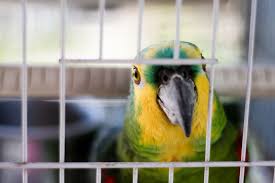 Cage Sizes And Bar Spacing For Pet Birds