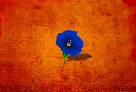 Image result for orange and blue flower