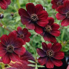 Бордовые цветы многолетники - 71 фото