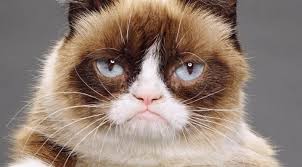 Image result for grumpy cat