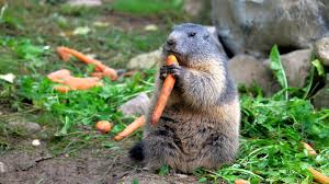 hungry groundhogs out of your yard garden