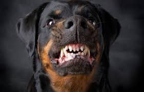 wallpaper dog rottweiler grin