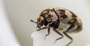 are carpet beetles harmful to cats