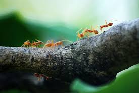 what kills ants instantly natural pet