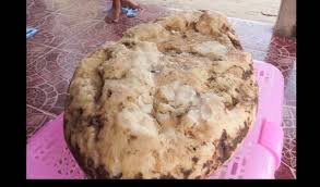 ambergris whale vomit which has
