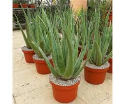 But i'm far from an expert. Aloe Vera Syn Barbadensis Heilaloe Xl Uhlig Kakteen More Than 5 000 Different Species