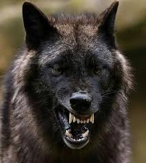 Share the best gifs now >>>. Snarling Wolf Natureismetal