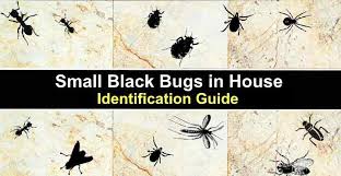 small black bugs in house with