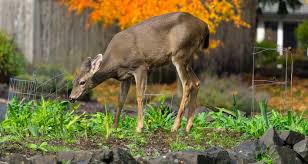 Keep Deer Out Of Your Garden