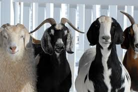 We give you, the user, an. Goat Or Sheep Adoption Best Friends Animal Society