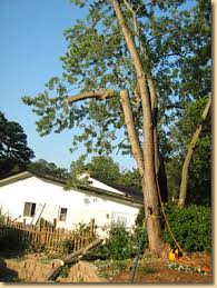 Home/residence is this an emergency?: Tree Trimming Suwanee Tree Trimming Buford Tree Trimming Lawrenceville Timber Solutions Tree Removal Suwanee Tree Removal Buford Tree Removal Lawrenceville Tree Removal Alpharetta Gwinnett Tree Removal