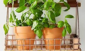 How To Start An Herb Garden At Home
