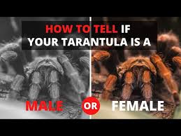 your tarantula is a male or female