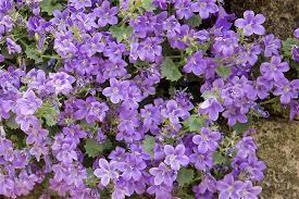 purple flowers to brighten your garden