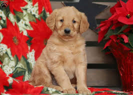 Columbus, oh and pittsburgh, pa. Labradoodle Puppies For Sale Greenfield Puppies