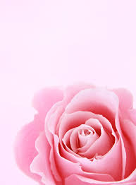 pink roses photos the best