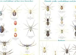 A Guide To House And Garden Spiders Aids To Identification