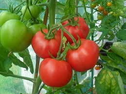 secret soil recipe for great tomatoes