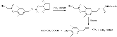 Protein Pegylation Process An Overview Of Chemistry