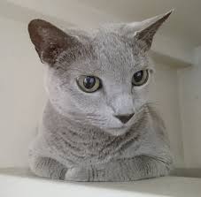 Russian blues give an overall impression of being a long russian blues have a reputation for having a quiet voice, unlike some of the other breeds with an oriental appearance and pointed face, such as the. Russian Blue Cat Facts And Personality Traits Hill S Pet