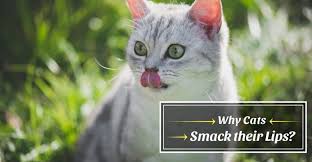 If left untreated, cats may stop eating, become dull and inactive and the disease may reduce their lip smacking along with frequent pushing out of the tongue, it indicates xerostomia and you can talk to. Why Cats Smacks Their Lips The Key Things You Need To Know A Blog For Cat Owners Lovers
