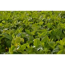 piper sarmentosum betel leaf