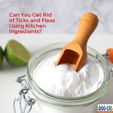 can you get rid of ticks and fleas