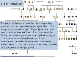 3 4 Inheritance The Patterns That Genes And The Phenotypes