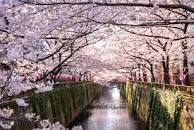 The Cherry Blossom Trail 24