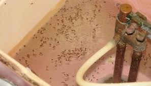 2 Reasons For Ants In Toilet Tank