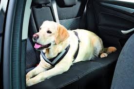 Dog Car Seats Carriers Harnesses