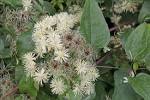 Image result for clematis vitalba