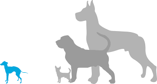 Miniature pinschers are average watchdogs. Italian Greyhound Puppies For Sale Adoptapet Com