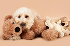 best quality labradoodle puppies for