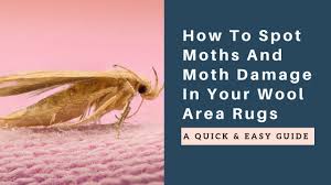 how to get rid of moths in area rugs by