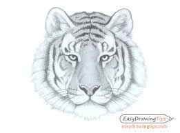 The biggest, such as siberian tigers, can weigh in at several hundred pounds. How To Draw A Tiger Face Head Step By Step Easydrawingtips
