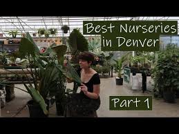 Top 10 Nurseries In Denver Part 1