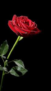 mobile red rose flowers wallpapers