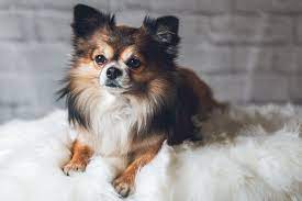 long haired chihuahua 10 traits of
