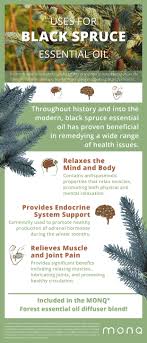 Black Spruce Essential Oil A Traditional Medicine For The