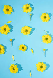 fresh yellow daisy flowers