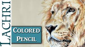 drawing a lion in colored pencil w