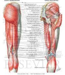 In this section, learn more about the muscles of the. Muscles Of Back Of Hip And Thigh Muscles Of Hip And Thigh Posterior Views