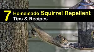 homemade squirrel repellent