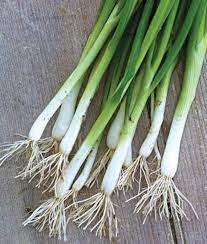 Green Onions Seeds Burpee Evergreen Long White Bunching Etsy gambar png