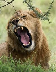 roaring male african lion stock image