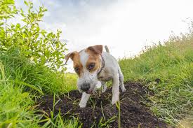 Lawn Chemicals And Herbicides Affect Dogs