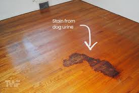 dog on wood floors remove deals