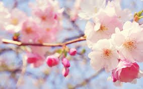 light pink flowers wallpapers