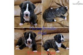 Our boxers are completely health tested and paired up for the best possible puppies. Brindle Male Boxer Puppy For Sale Near Dallas Fort Worth Texas 10304c11 8971